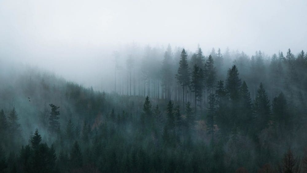 paysage dans le brouillard