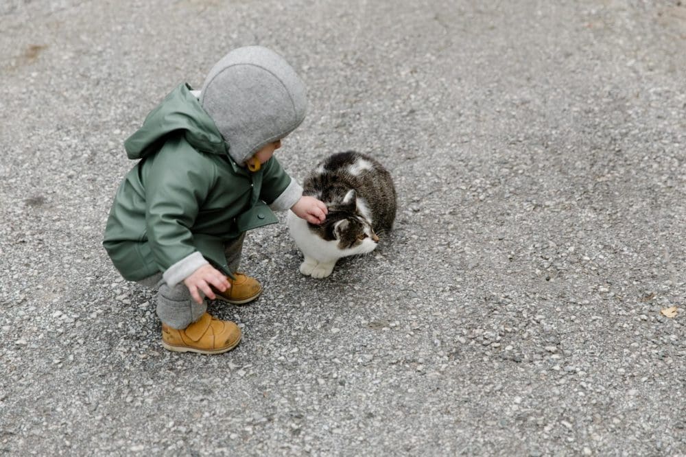 person in gray hoodie holding white and black cat